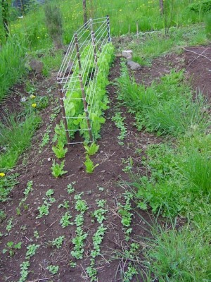 piselli2015.JPG (166.78 KiB) Osservato 534 volte piselli2015.JPG