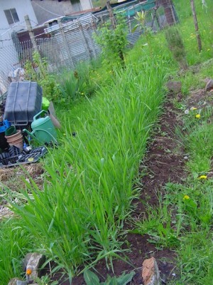 grano2015.JPG (155.41 KiB) Osservato 534 volte grano2015.JPG