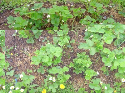 fragole2015.JPG (298.94 KiB) Osservato 534 volte fragole2015.JPG