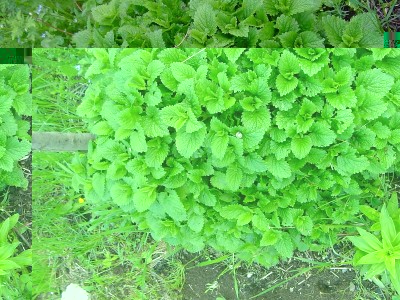 melissa.JPG (272.43 KiB) Osservato 534 volte melissa.JPG