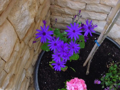 fioreviola2.JPG (179.06 KiB) Osservato 1203 volte fioreviola2.JPG