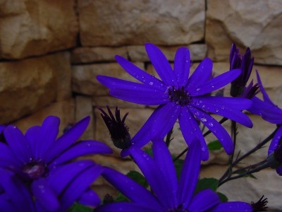 fioreviola.JPG (107.64 KiB) Osservato 1203 volte fioreviola.JPG