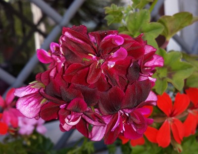 20150501_155641.jpg (176.32 KiB) Osservato 1194 volte 20150501_155641.jpg