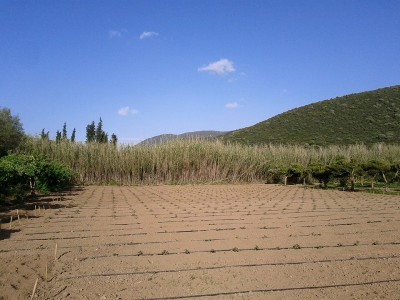 orto.jpg (178.18 KiB) Osservato 711 volte orto.jpg