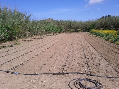 meloni e angurie.jpg (249.53 KiB) Osservato 711 volte meloni e angurie.jpg