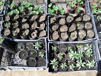 mandorli.jpg (333.12 KiB) Osservato 711 volte mandorli.jpg