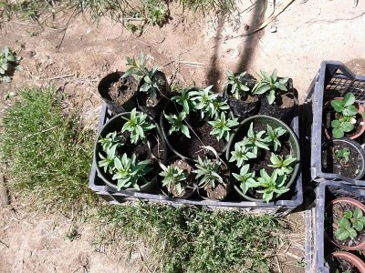 mandorli 2.jpg (326.45 KiB) Osservato 711 volte mandorli 2.jpg