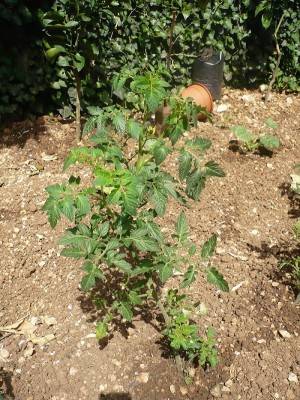 P1050980.JPG (331.03 KiB) Osservato 1076 volte P1050980.JPG