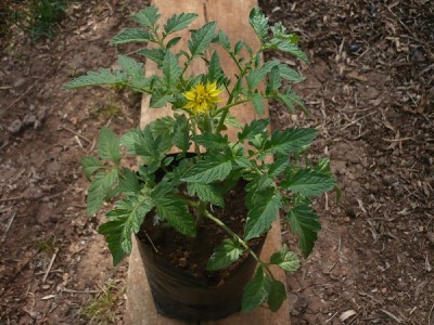 P1050977.JPG (164.65 KiB) Osservato 1076 volte P1050977.JPG