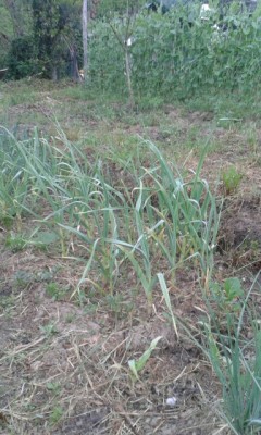 rps20150506_080646.jpg (153.94 KiB) Osservato 592 volte rps20150506_080646.jpg