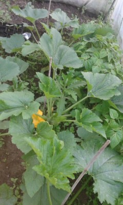 rps20150506_080354.jpg (113.32 KiB) Osservato 592 volte rps20150506_080354.jpg