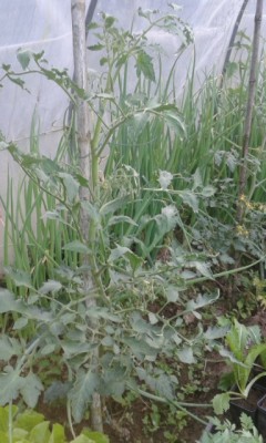 rps20150506_080233.jpg (122.83 KiB) Osservato 589 volte rps20150506_080233.jpg