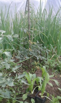 rps20150506_080317.jpg (138.07 KiB) Osservato 589 volte rps20150506_080317.jpg