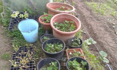 rps20150506_080105.jpg (140.66 KiB) Osservato 589 volte rps20150506_080105.jpg