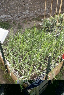 DSC02363.jpg (205.24 KiB) Osservato 581 volte DSC02363.jpg