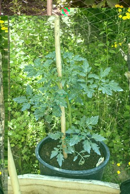 DSC02366.jpg (173.15 KiB) Osservato 581 volte DSC02366.jpg