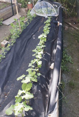 DSC02368.jpg (129.5 KiB) Osservato 581 volte DSC02368.jpg