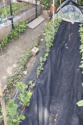 DSC02367.jpg (144.55 KiB) Osservato 581 volte DSC02367.jpg