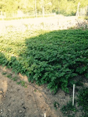 Patate primule e desiree / FullSizeRender.jpg FullSizeRender.jpg