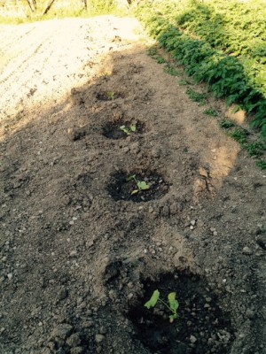 Zucchina costuluta fiorentina / FullSizeRender_1.jpg FullSizeRender_1.jpg