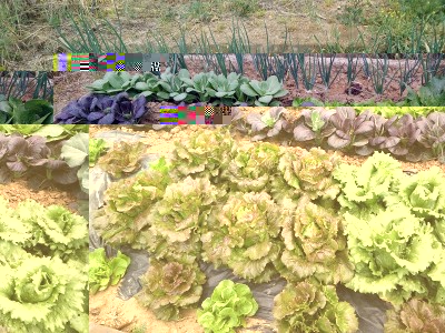 Aiuola delle lattughe, cipolle e cavoli cinesi. / lattughe_cavolicinesi_cipolle.jpg lattughe_cavolicinesi_cipolle.jpg