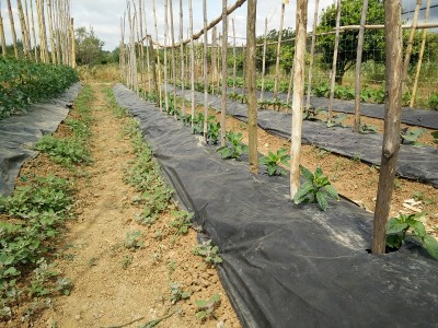 Peperoni / peperoni.jpg peperoni.jpg