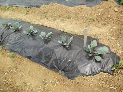 Cavoli cappucci rossi / cavoli_rossi.jpg cavoli_rossi.jpg