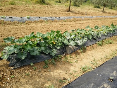 Ecco lo stato delle mie zucchine. Quest'anno ho voluto sperimentare pure delle zucchine gialle che non avevo mai seminato prima. / zucchine.jpg zucchine.jpg