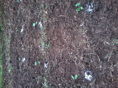 20150430_163806.jpg (333.08 KiB) Osservato 752 volte 20150430_163806.jpg