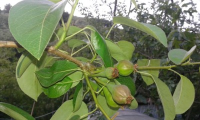 rps20150513_093307_810.jpg (112.35 KiB) Osservato 529 volte rps20150513_093307_810.jpg