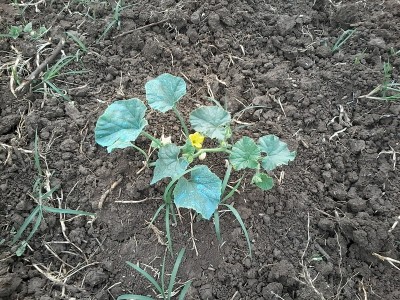 Melone francesino / 20150514_171209.jpg 20150514_171209.jpg