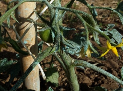 20150517_083540.jpg (240.34 KiB) Osservato 809 volte 20150517_083540.jpg