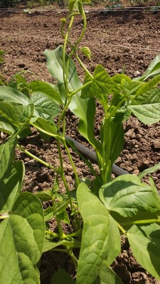 20150519_115713.jpg (249.22 KiB) Osservato 780 volte 20150519_115713.jpg