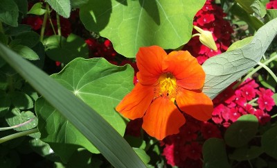 20150519_120549.jpg (148.62 KiB) Osservato 780 volte 20150519_120549.jpg