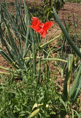 20150519_115857.jpg (332.96 KiB) Osservato 780 volte 20150519_115857.jpg