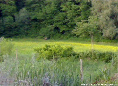 un daino tra le lenticchie! / 19052015533rid2.jpg 19052015533rid2.jpg