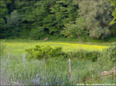 un daino tra le lenticchie! / 19052015534rid2.jpg 19052015534rid2.jpg