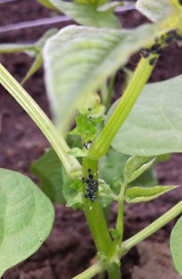 20150523_102415.jpg (139.48 KiB) Osservato 795 volte 20150523_102415.jpg