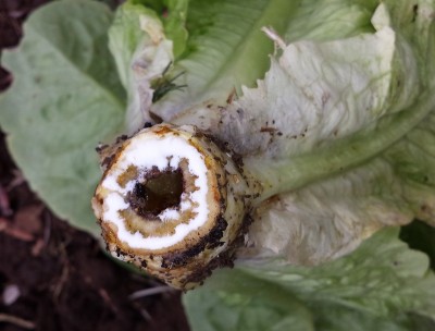 20150523_102539.jpg (129.98 KiB) Osservato 795 volte 20150523_102539.jpg