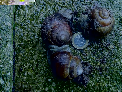 trelumache.JPG (292.9 KiB) Osservato 615 volte trelumache.JPG