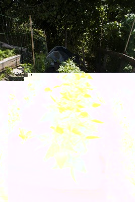 DSC02442.jpg (175.06 KiB) Osservato 496 volte DSC02442.jpg