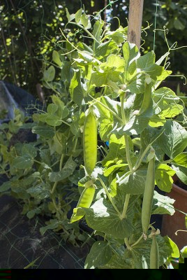 DSC02443.jpg (136.44 KiB) Osservato 496 volte DSC02443.jpg