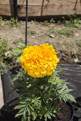 DSC02444.jpg (120.76 KiB) Osservato 496 volte DSC02444.jpg