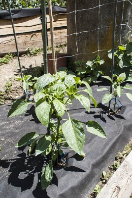 DSC02445.jpg (159.91 KiB) Osservato 496 volte DSC02445.jpg