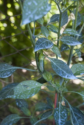 DSC02451.jpg (97.79 KiB) Osservato 496 volte DSC02451.jpg