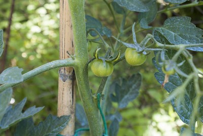 DSC02456.jpg (91.21 KiB) Osservato 496 volte DSC02456.jpg