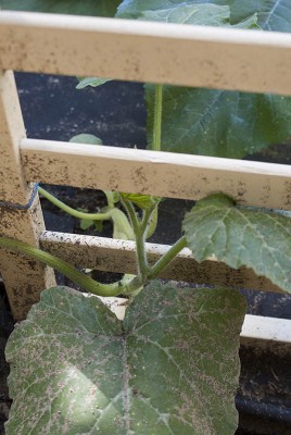 DSC02457.jpg (95.09 KiB) Osservato 496 volte DSC02457.jpg