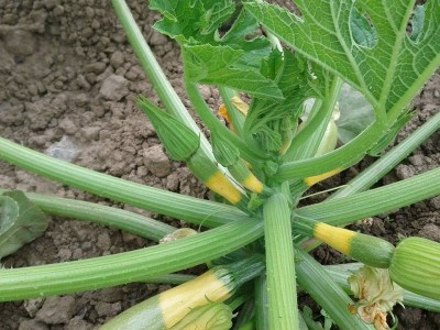 zucchino.jpg (200.62 KiB) Osservato 605 volte zucchino.jpg