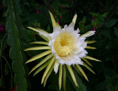 pitahaya2.JPG (93.56 KiB) Osservato 1034 volte pitahaya2.JPG