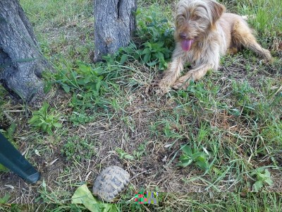 spino.jpg (317.89 KiB) Osservato 690 volte spino.jpg